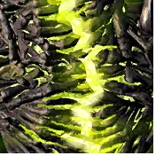 Shadow of Undeath