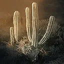Arid Stability