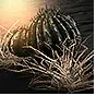 Desert Biome: Essence Chance
