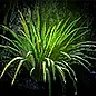 Grass Biome: Azmeri Spirit Chance